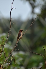 Lonchura punctulata