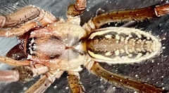 Corasoides occidentalis