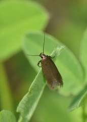 Acompsia cinerella