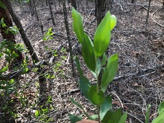 Persoonia cornifolia