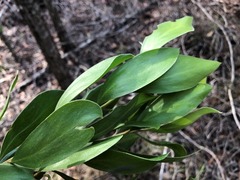 Persoonia cornifolia