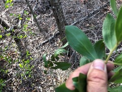 Persoonia cornifolia