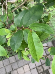 Magnoliopsida