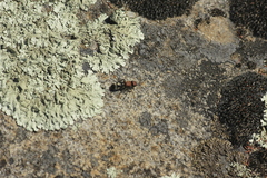 Ronisia brutia