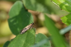 Acompsia cinerella