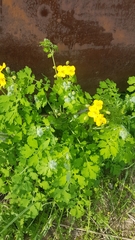 Chelidonium majus