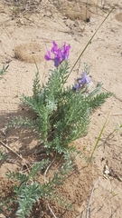 Oxytropis lanata