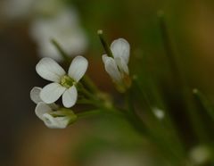 Cardamine resedifolia