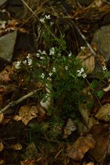 Cardamine resedifolia
