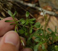 Cardamine resedifolia