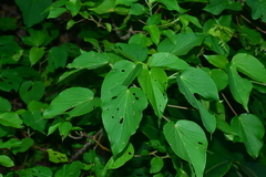 Acalypha grandibracteata
