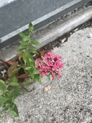 Centranthus ruber
