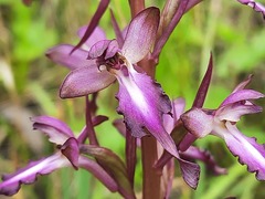 Himantoglossum formosum