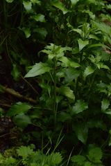 Arabidopsis cebennensis