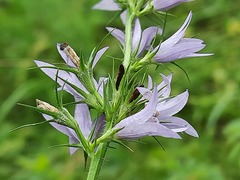 Campanula rapunculus lambertiana