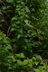 Arabidopsis cebennensis
