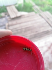 Chlorophorus herbstii