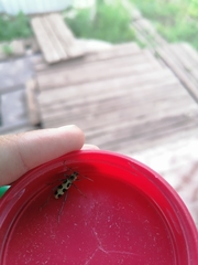 Chlorophorus herbstii