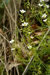 Saxifraga fragosoi