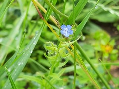 Anchusa arvensis orientalis