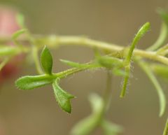 Saxifraga fragosoi