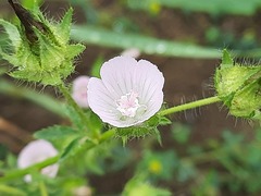 Malvalthaea transcaucasica