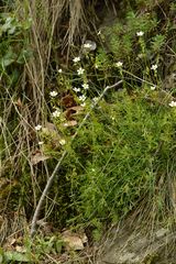 Saxifraga fragosoi