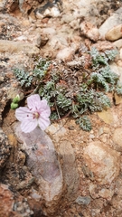 Erodium rupestre