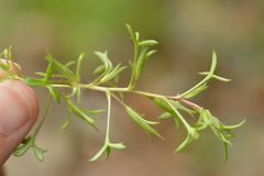 Saxifraga fragosoi