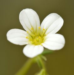 Saxifraga fragosoi