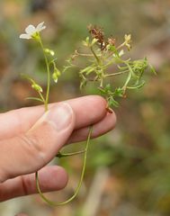 Saxifraga fragosoi