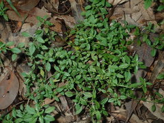 Mentha diemenica