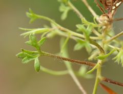 Saxifraga fragosoi