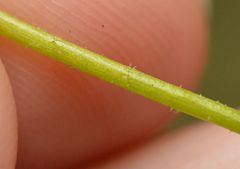 Saxifraga fragosoi