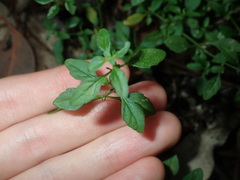 Mentha diemenica