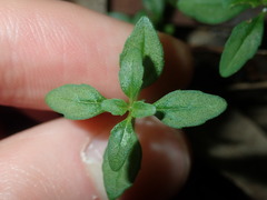 Mentha diemenica
