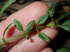 Mentha diemenica