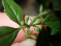 Mentha diemenica