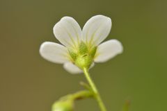 Saxifraga fragosoi