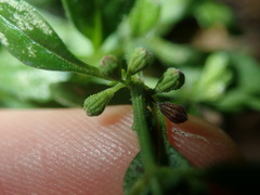 Mentha diemenica