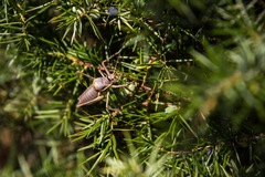 Ephippiger ephippiger