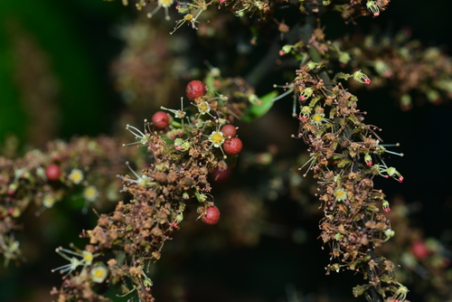Pometia pinnata