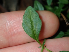 Mentha diemenica