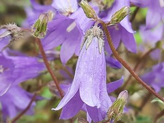Campanula sibirica elatior