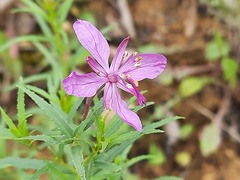 Chamaenerion colchicum