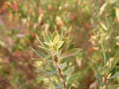 Styphelia triflora