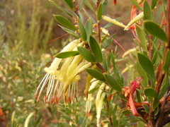 Styphelia triflora