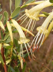 Styphelia triflora