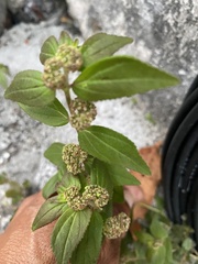 Euphorbia hirta