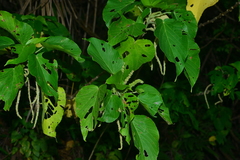 Acalypha grandibracteata